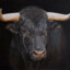 Matador
