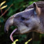 Tapir Toni