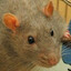 Rattus