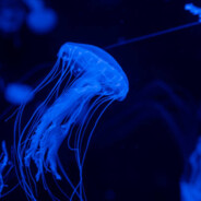 Meduza - steam id 76561197964992591
