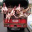 Meat Truck