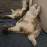 陈十一的笼中雀