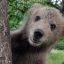 SuperMegaBear