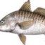 PEIXE QUER PEIXE ACHA