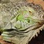 Pullu iguana