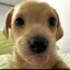 Hachi ;3