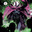 Mysterio avatar