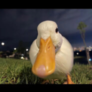 秋刀鱼不会过期