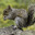 Squirrel on Molly