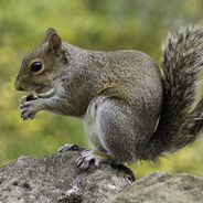 Squirrel on Molly avatar