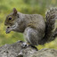 Squirrel on Molly