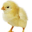 eChicken