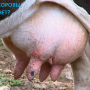 cow's nipple