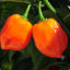 Habanero