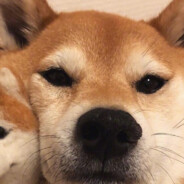 成龙大哥叫你写作业啦