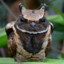 Nightjar
