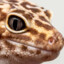 gecko