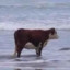 mr cow