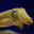 Cuddlefish clit