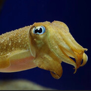 Cuddlefish clit