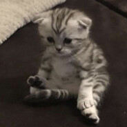 света шиномонтаж