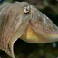 Ze Cuttlefish