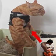 Valeaye - steam id 76561199741957303