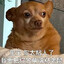 粘鼠板
