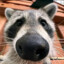 Dogg0