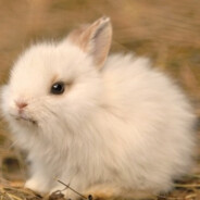 Пушистый Зая)