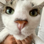 Belle :) - steam id 76561198166098669