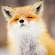 Arrogant Fox