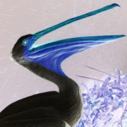 Pelican 🦅🦅🦅🦅🦅