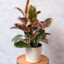 Mr.Ficus