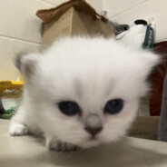 我是你爸爸我真伟大养