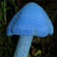 синий гриб