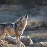 Oklaco - steam id 76561199057801331