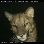 Cumeleon