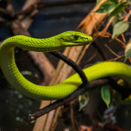 白给国首席白给