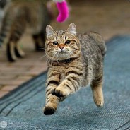 Injection Hu Wang Virus