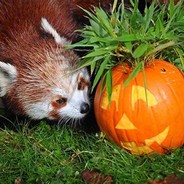 RedPanda