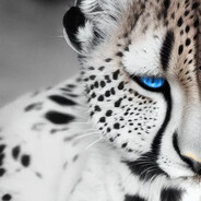 CYC TheIceCheetah