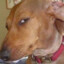Space_Dog