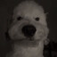 leevi