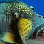 Triggerfish