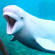 Alex Messina 's avatar