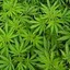haszysz 420