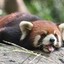 RedPanda