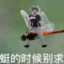 『BQB』比奇堡丶coke