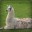 Majestic Llama